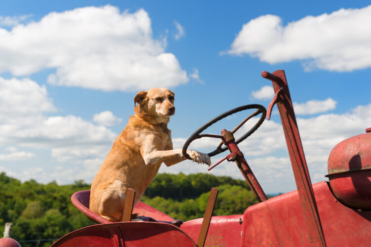 How To Choose A Farm Dog